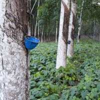 Indonesien hat eines der weltweit größten Anbaugebiete der Hevea Brasiliensis, besser bekannt als Kautschuk- oder Parakautschukbaum