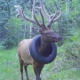 Schon rund zwei Jahre soll der Hirsch mit einem um den Hals baumelnden Reifen durch Colorado gestreift sein – jetzt haben ihn Wildhüter davon befreien können (Bild: YouTube/Screenshot)